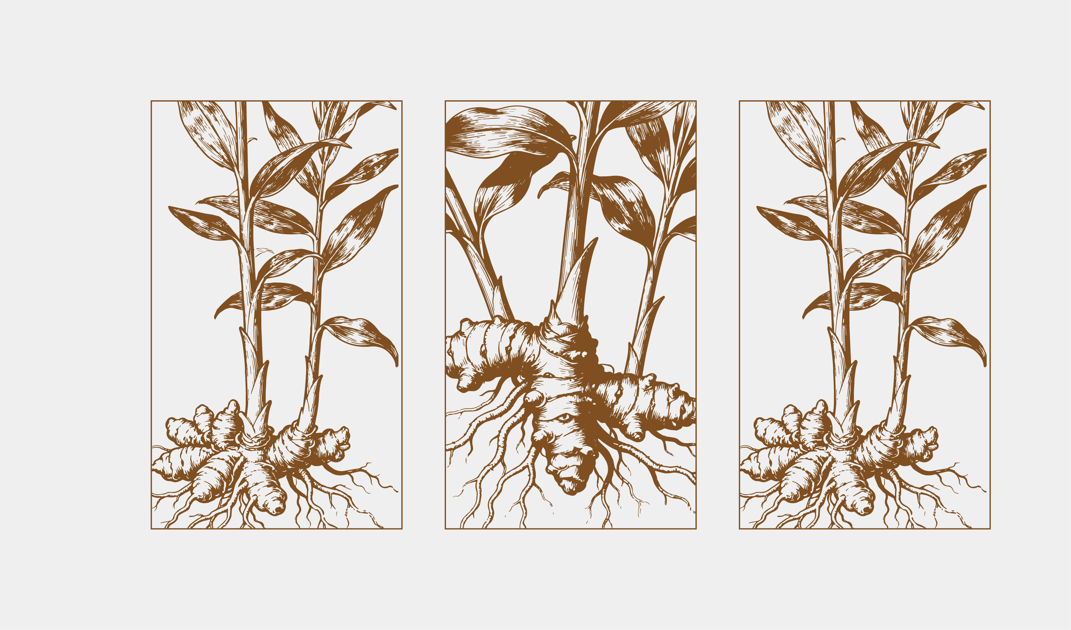 文创-绘画-中药版画（黄精、铁皮石斛）